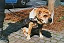 18 - Kerpen Shar-Pei - sml web.jpg